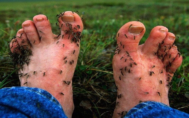 Mosquitos