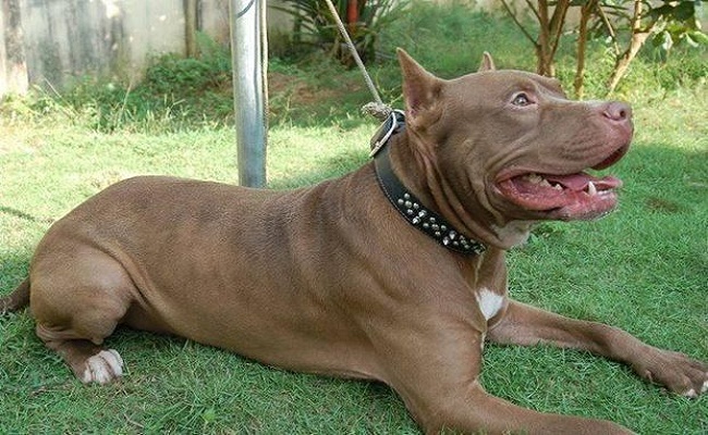 Pitbull